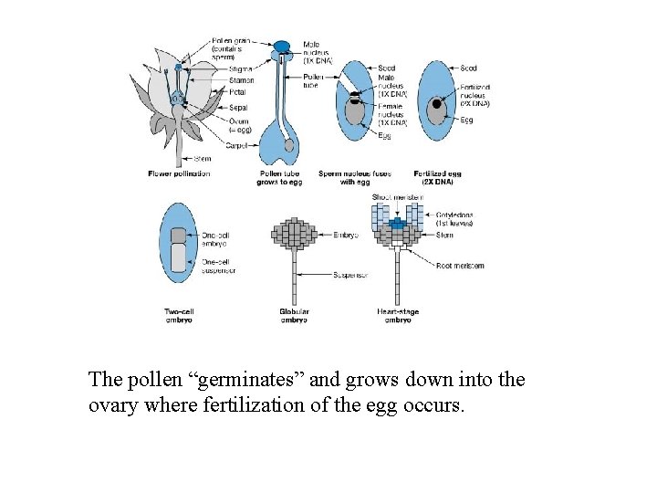 The pollen “germinates” and grows down into the ovary where fertilization of the egg