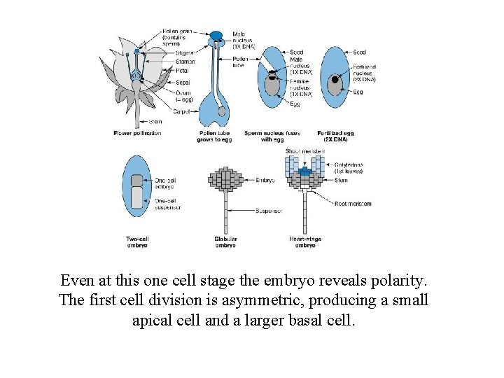 Even at this one cell stage the embryo reveals polarity. The first cell division