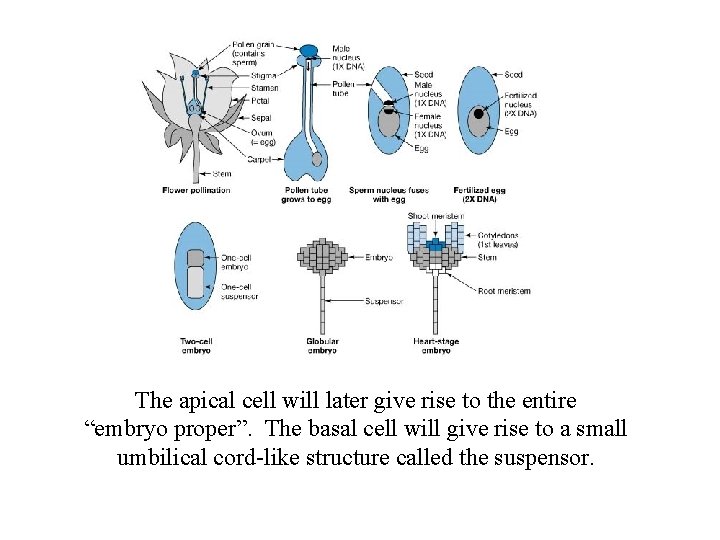 The apical cell will later give rise to the entire “embryo proper”. The basal