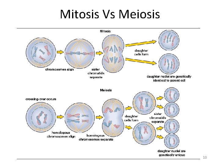 Mitosis Vs Meiosis 10 Mitosis Vs Meiosis 10