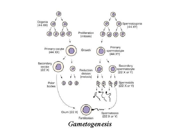 Gametogenesis Gametogenesis