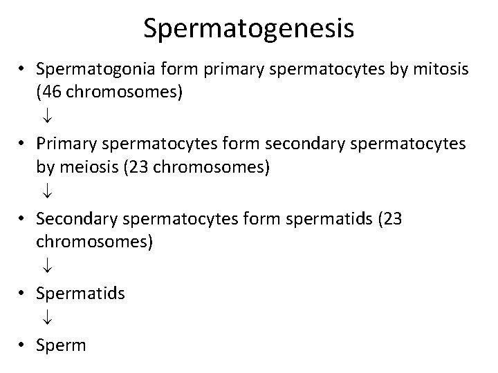 Spermatogenesis • Spermatogonia form primary spermatocytes by mitosis (46 chromosomes) • Primary spermatocytes form Spermatogenesis • Spermatogonia form primary spermatocytes by mitosis (46 chromosomes) • Primary spermatocytes form