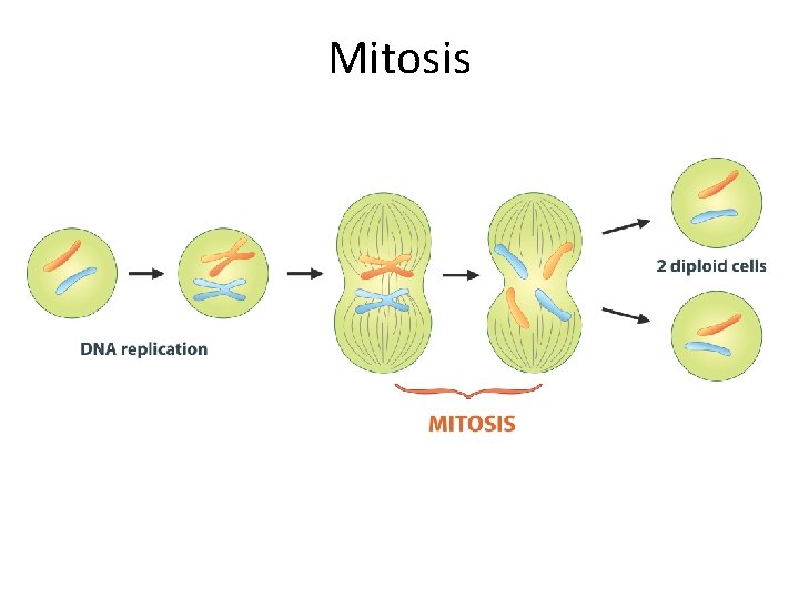 Mitosis Mitosis