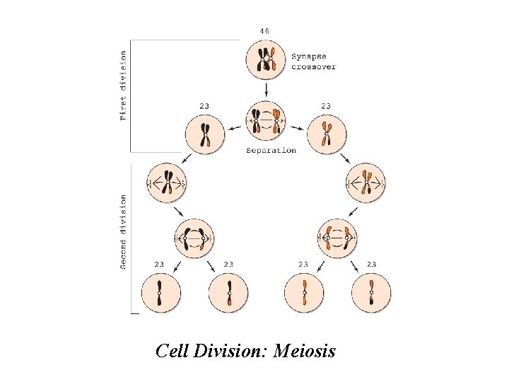 Cell Division: Meiosis Cell Division: Meiosis