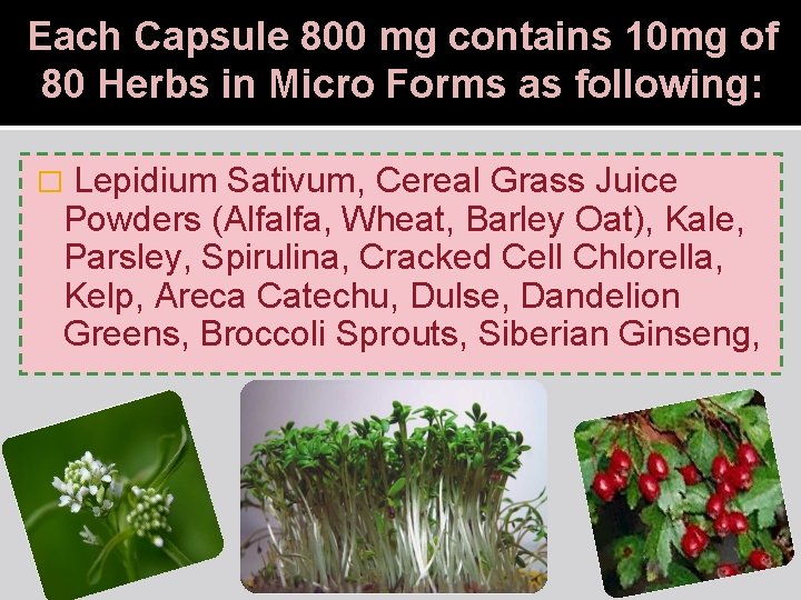 Each Capsule 800 mg contains 10 mg of 80 Herbs in Micro Forms as