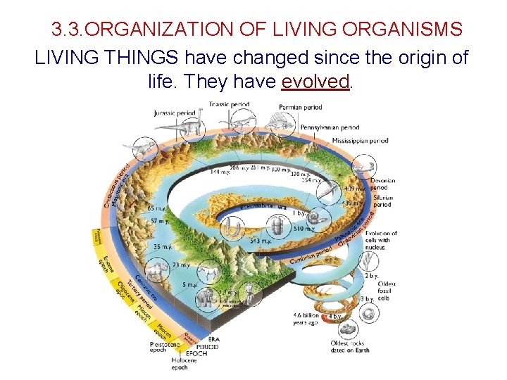 3. 3. ORGANIZATION OF LIVING ORGANISMS LIVING THINGS have changed since the origin of 3. 3. ORGANIZATION OF LIVING ORGANISMS LIVING THINGS have changed since the origin of