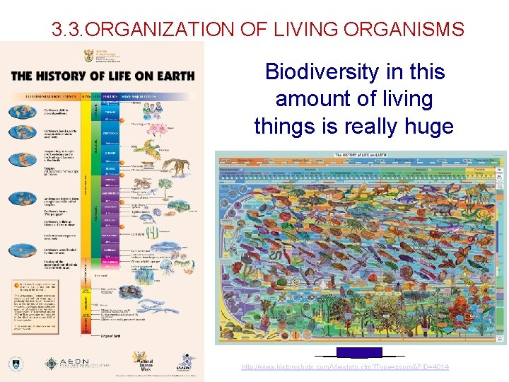 3. 3. ORGANIZATION OF LIVING ORGANISMS Biodiversity in this amount of living things is 3. 3. ORGANIZATION OF LIVING ORGANISMS Biodiversity in this amount of living things is