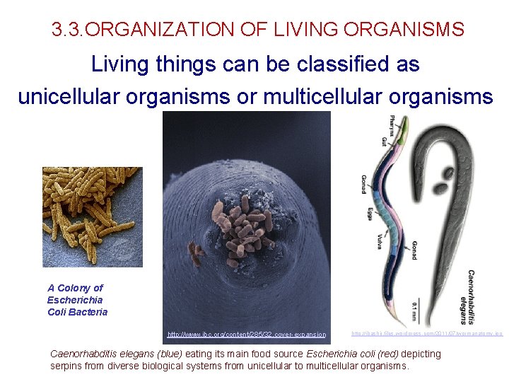 3. 3. ORGANIZATION OF LIVING ORGANISMS Living things can be classified as unicellular organisms 3. 3. ORGANIZATION OF LIVING ORGANISMS Living things can be classified as unicellular organisms