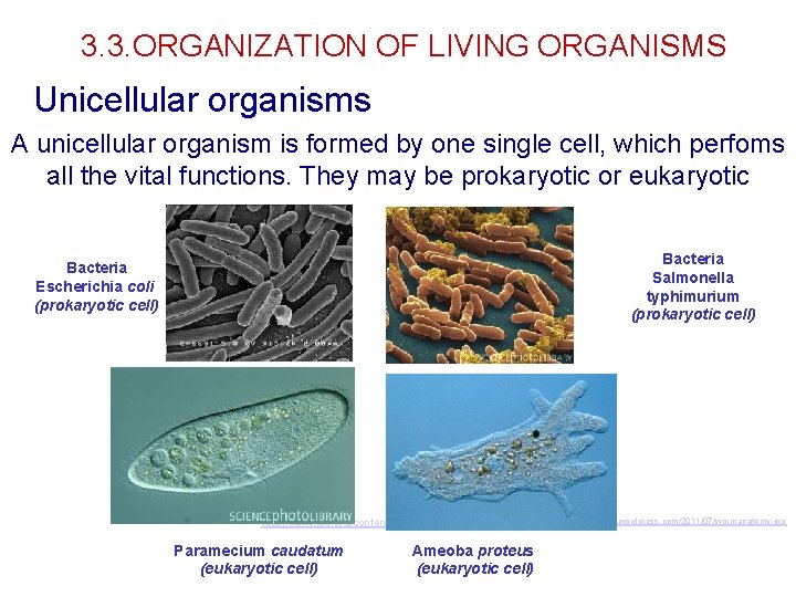 3. 3. ORGANIZATION OF LIVING ORGANISMS Unicellular organisms A unicellular organism is formed by 3. 3. ORGANIZATION OF LIVING ORGANISMS Unicellular organisms A unicellular organism is formed by