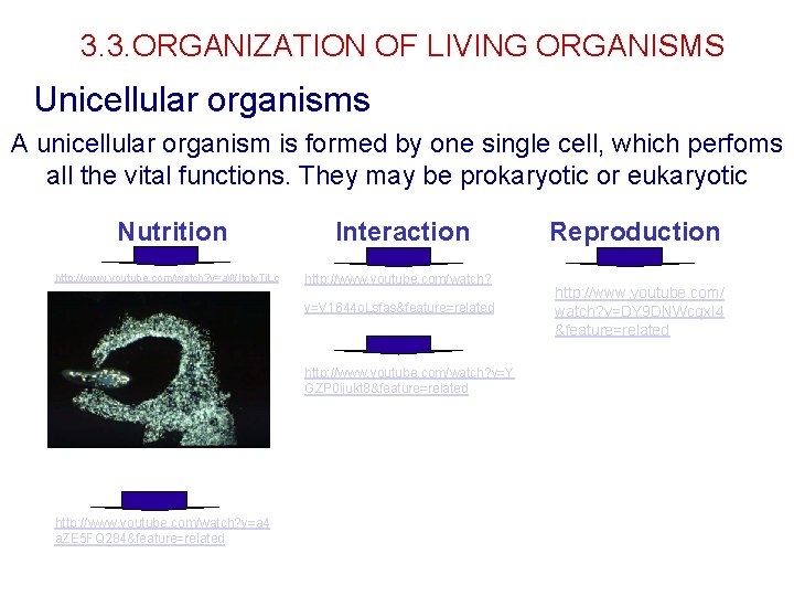 3. 3. ORGANIZATION OF LIVING ORGANISMS Unicellular organisms A unicellular organism is formed by 3. 3. ORGANIZATION OF LIVING ORGANISMS Unicellular organisms A unicellular organism is formed by