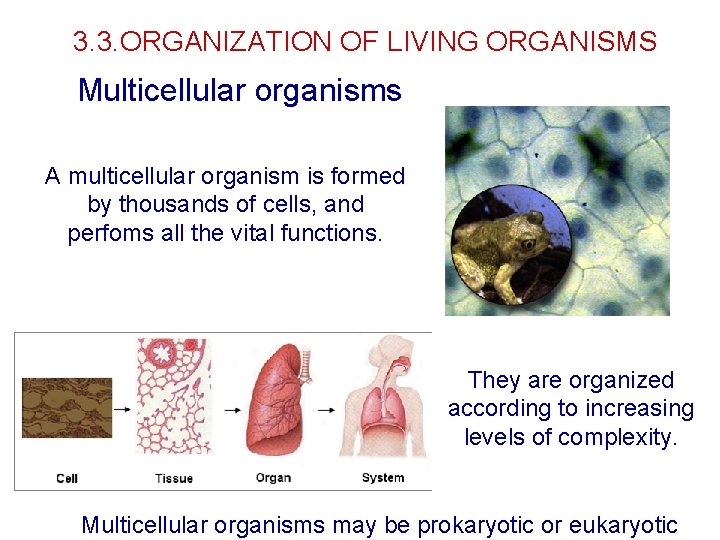 3. 3. ORGANIZATION OF LIVING ORGANISMS Multicellular organisms A multicellular organism is formed by 3. 3. ORGANIZATION OF LIVING ORGANISMS Multicellular organisms A multicellular organism is formed by