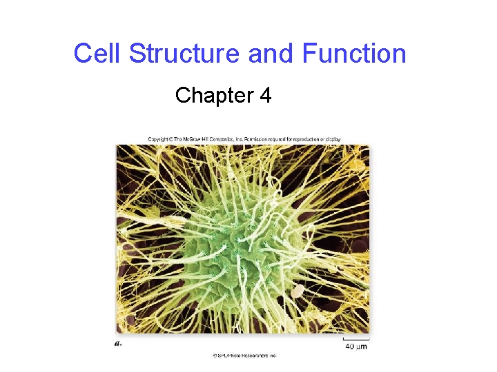 Cell Structure and Function Chapter 4 