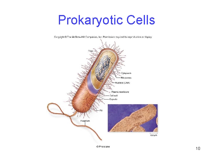 Prokaryotic Cells 10 