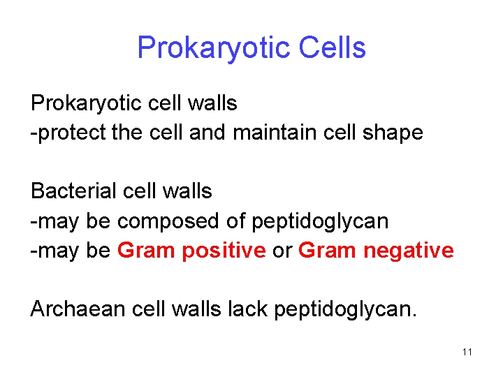 Prokaryotic Cells Prokaryotic cell walls -protect the cell and maintain cell shape Bacterial cell