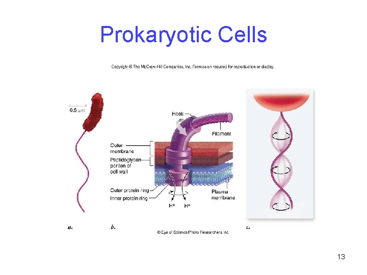 Prokaryotic Cells 13 