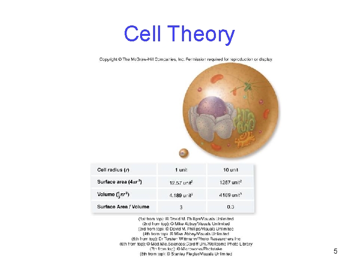 Cell Theory 5 