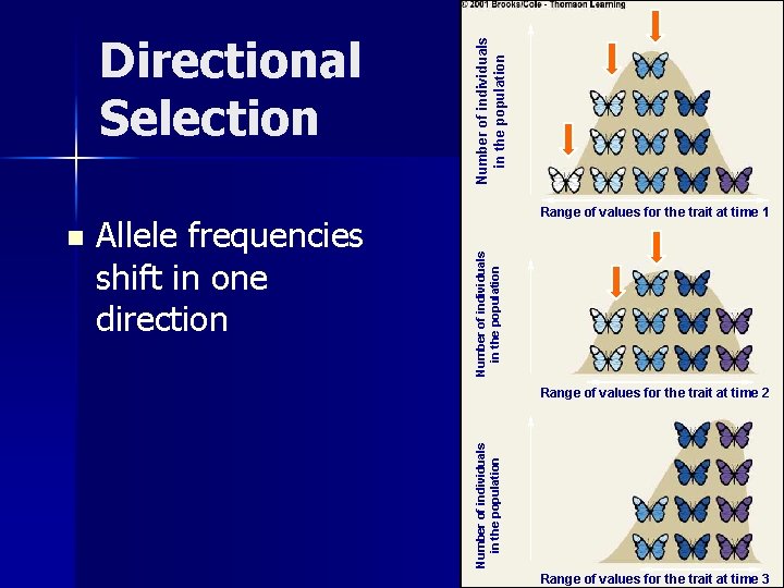 Allele frequencies shift in one direction Number of individuals in the population n Range