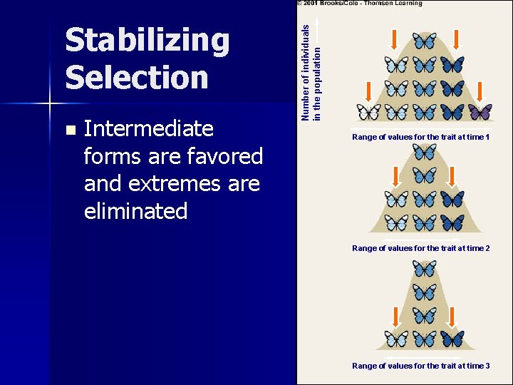 n Intermediate forms are favored and extremes are eliminated Number of individuals in the