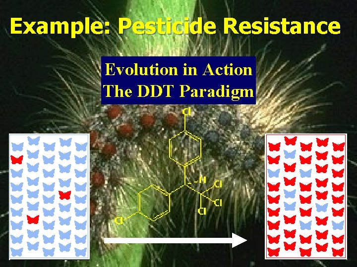 Example: Pesticide Resistance Evolution in Action The DDT Paradigm 
