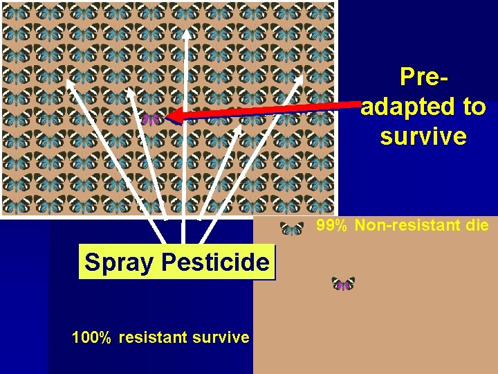 Preadapted to survive 99% Non-resistant die Spray Pesticide 100% resistant survive 