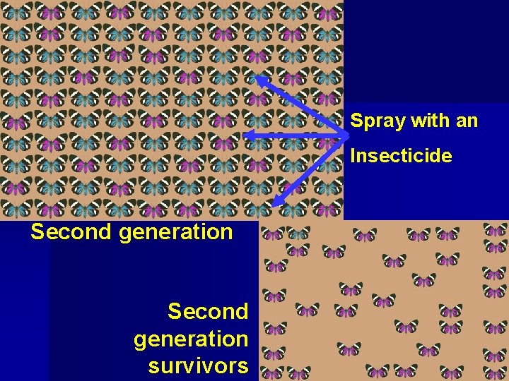 Spray with an Insecticide Second generation survivors 