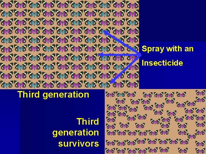 Spray with an Insecticide Third generation survivors 