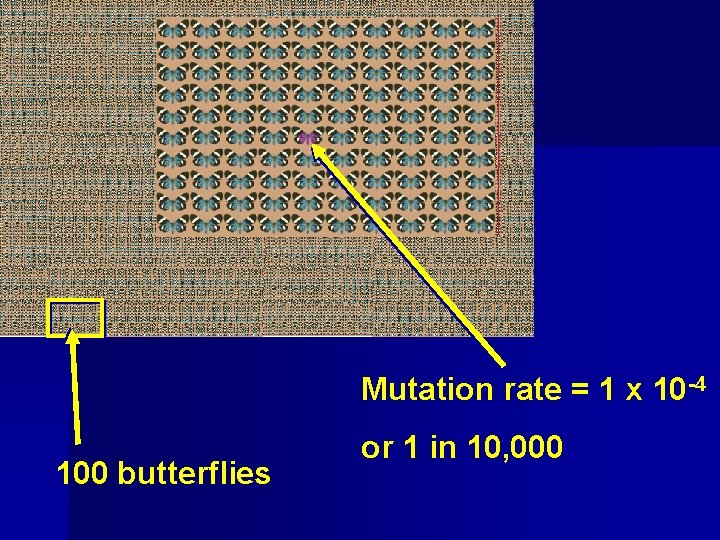 Mutation rate = 1 x 10 -4 100 butterflies or 1 in 10, 000