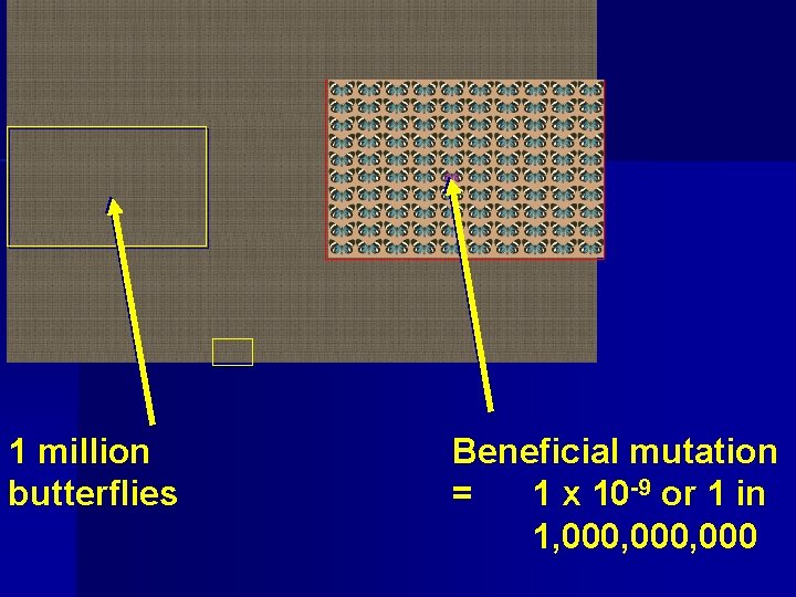 1 million butterflies Beneficial mutation = 1 x 10 -9 or 1 in 1,