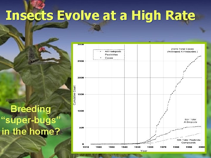 Insects Evolve at a High Rate Breeding “super-bugs” in the home? 