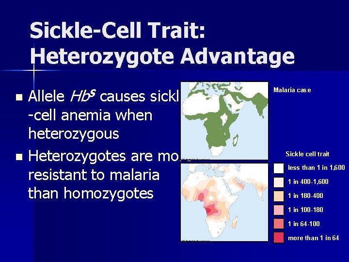 Sickle-Cell Trait: Heterozygote Advantage Hb. S Allele causes sickle -cell anemia when heterozygous n