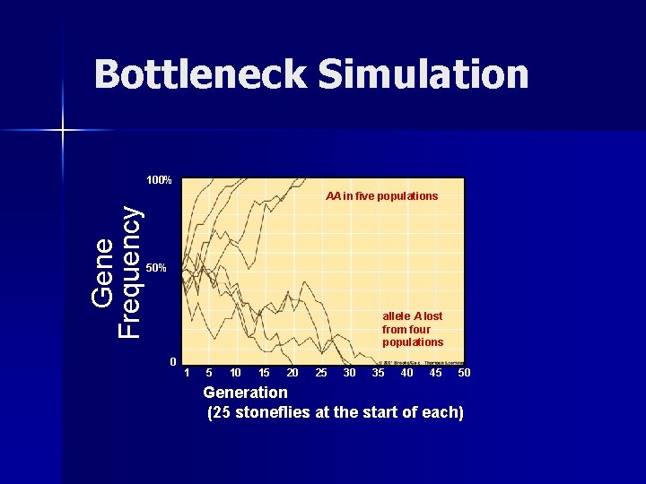 Bottleneck Simulation 100% Gene Frequency AA in five populations 50% allele A lost from