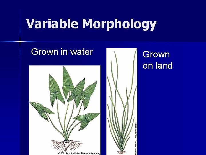 Variable Morphology Grown in water Grown on land 