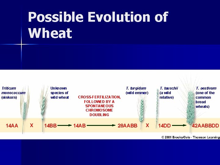 Possible Evolution of Wheat Triticum monococcum (einkorn) 14 AA Unknown species of wild wheat