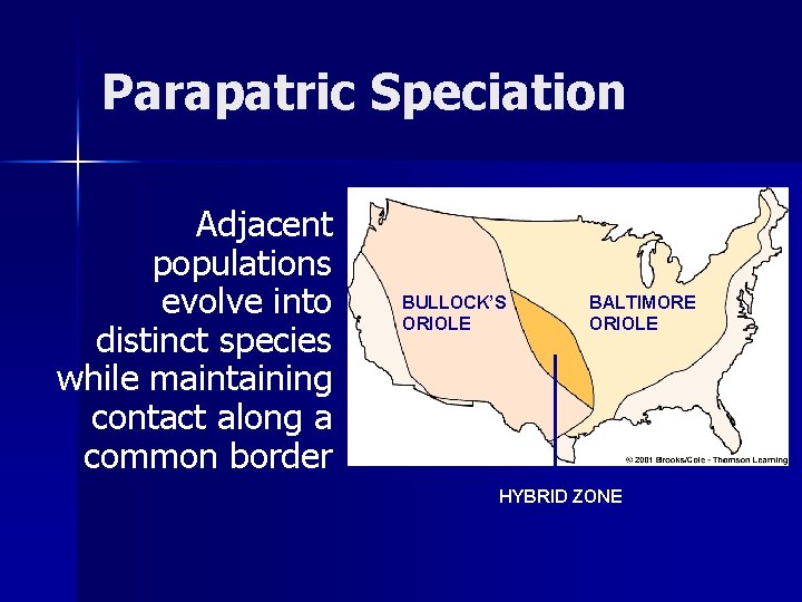 Parapatric Speciation Adjacent populations evolve into distinct species while maintaining contact along a common