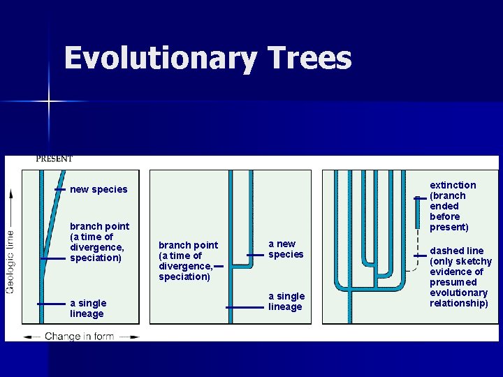 Evolutionary Trees extinction (branch ended before present) new species branch point (a time of