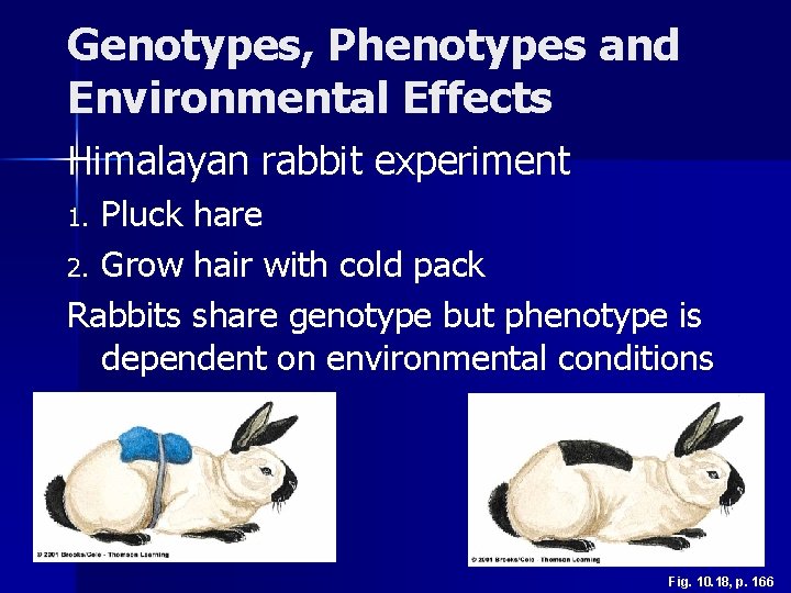 Genotypes, Phenotypes and Environmental Effects Himalayan rabbit experiment Pluck hare 2. Grow hair with