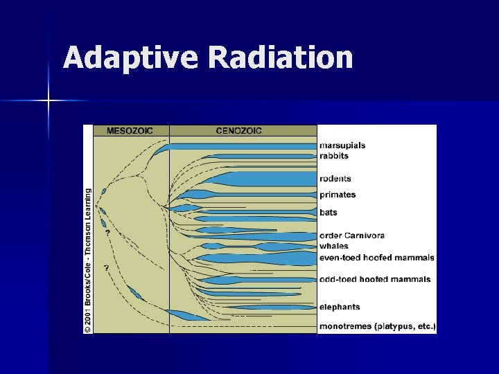 Adaptive Radiation 