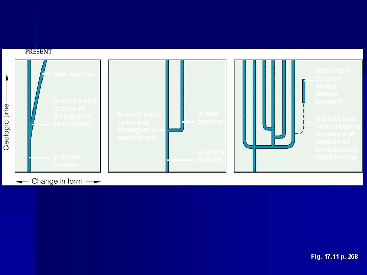 extinction (branch ended before present) new species branch point (a time of divergence, speciation)