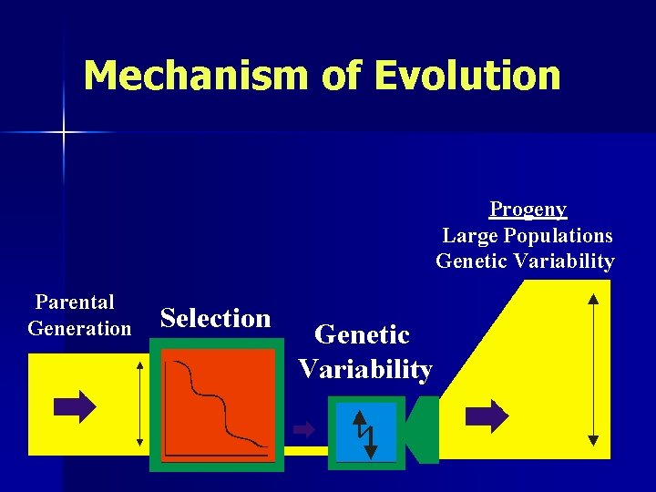Mechanism of Evolution Progeny Large Populations Genetic Variability Parental Generation Selection Genetic Variability 