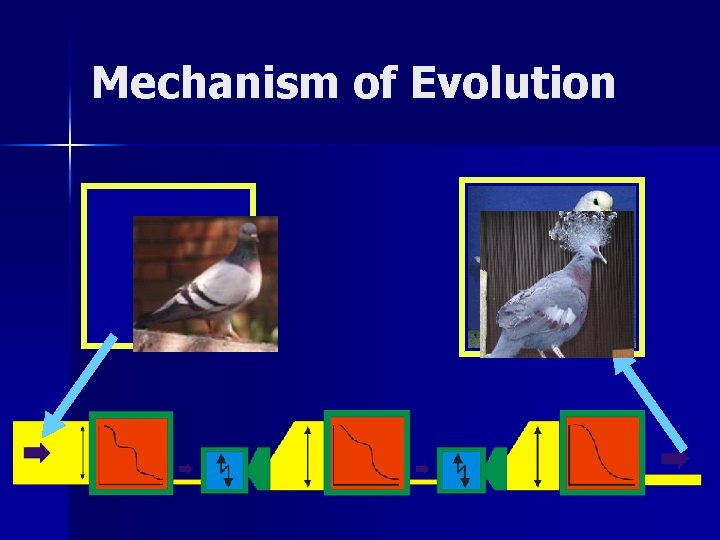 Mechanism of Evolution 