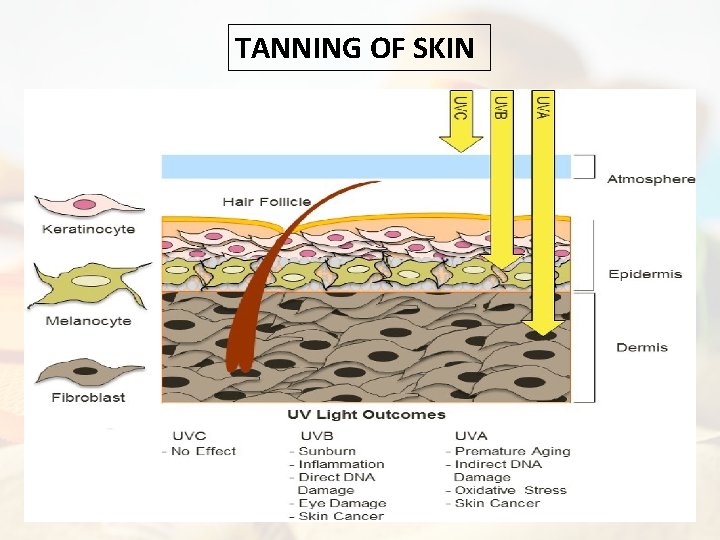 TANNING OF SKIN 