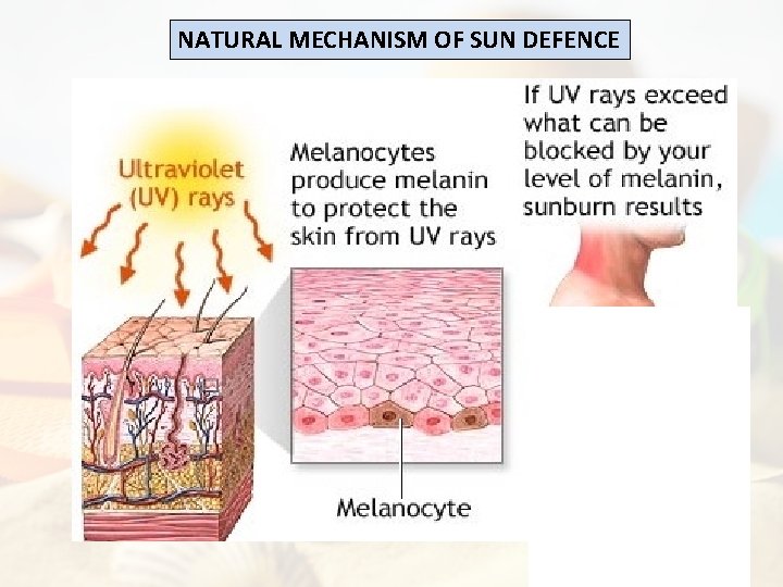 NATURAL MECHANISM OF SUN DEFENCE 