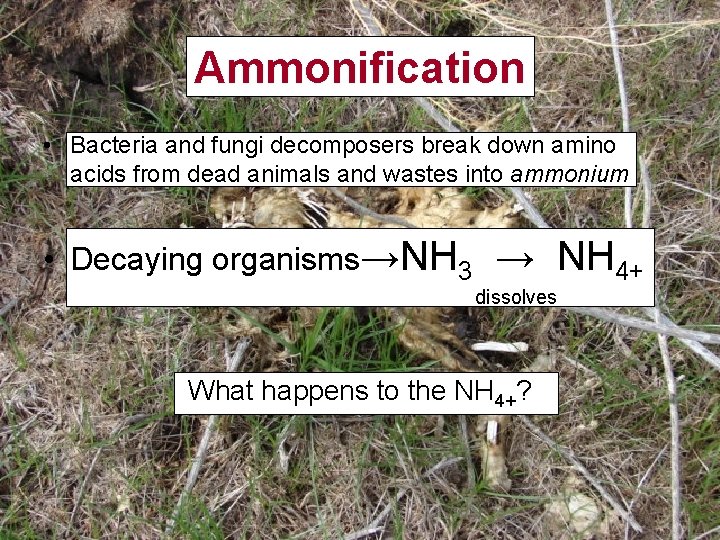 Ammonification • Bacteria and fungi decomposers break down amino acids from dead animals and