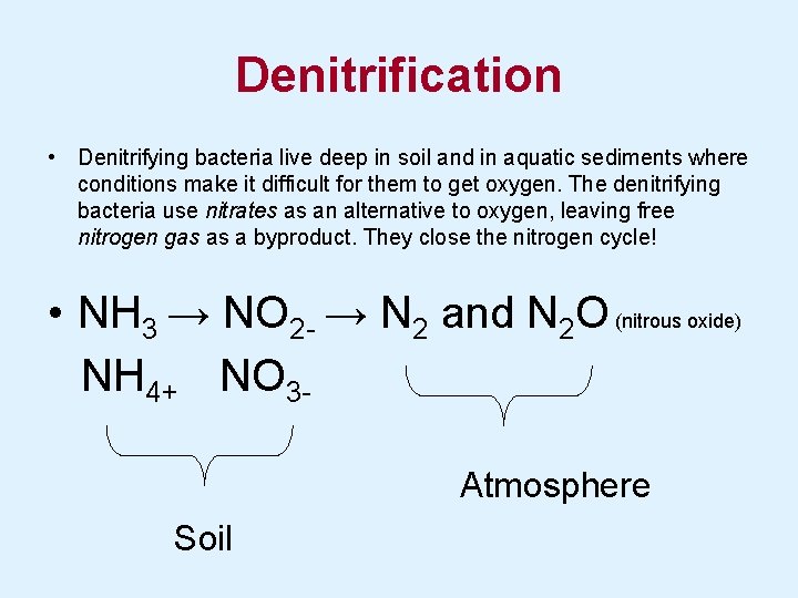 Denitrification • Denitrifying bacteria live deep in soil and in aquatic sediments where conditions