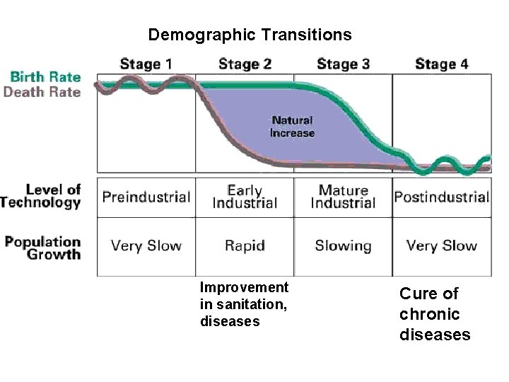 Demographic Transitions Improvement in sanitation, diseases Cure of chronic diseases 