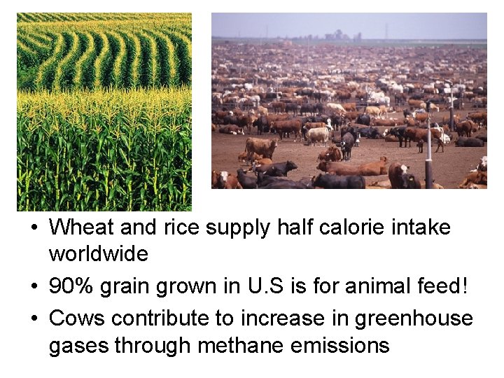 Facts Food Supply and Distribution • Wheat and rice supply half calorie intake worldwide