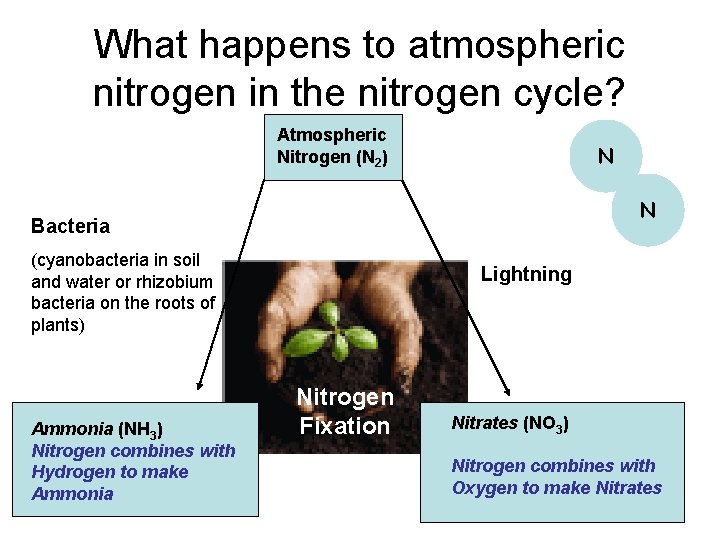 What happens to atmospheric nitrogen in the nitrogen cycle? Atmospheric Nitrogen (N 2) N