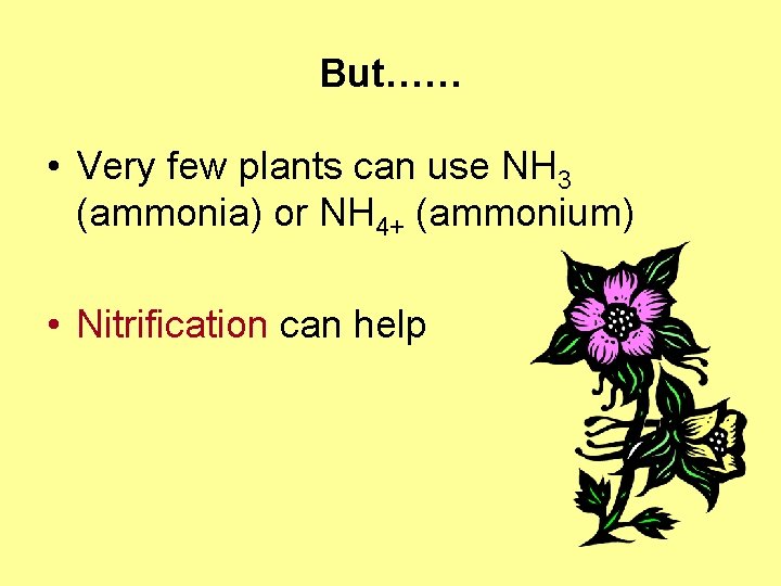 But…… • Very few plants can use NH 3 (ammonia) or NH 4+ (ammonium)
