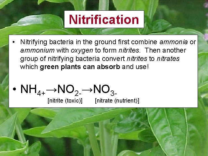 Nitrification • Nitrifying bacteria in the ground first combine ammonia or ammonium with oxygen