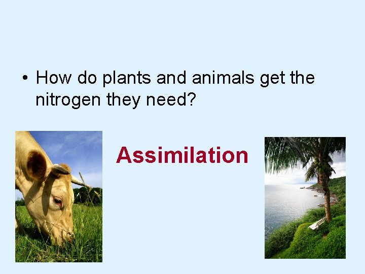  • How do plants and animals get the nitrogen they need? Assimilation 